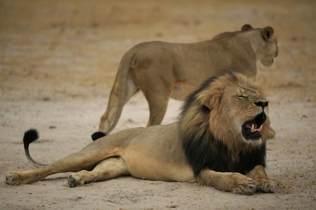 Killing Cecil the lion’s son, Xanda, has dire consequences