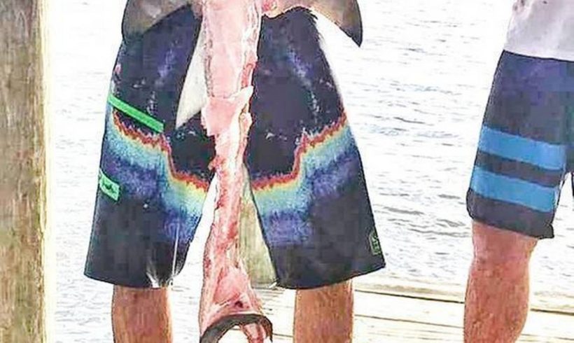 Angler in shark-dragging video has history of posting troubling wildlife photos